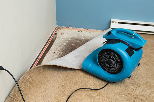 Best Mold removal after water damage  in Kellogg, ID